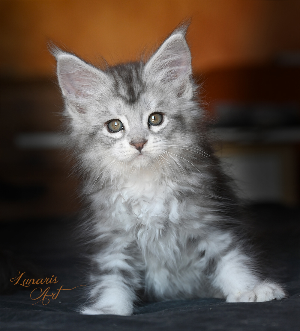 Lunaris Art Maine Coon ::::: Disponibili Cuccioli Maine Coon Silver E Smoke