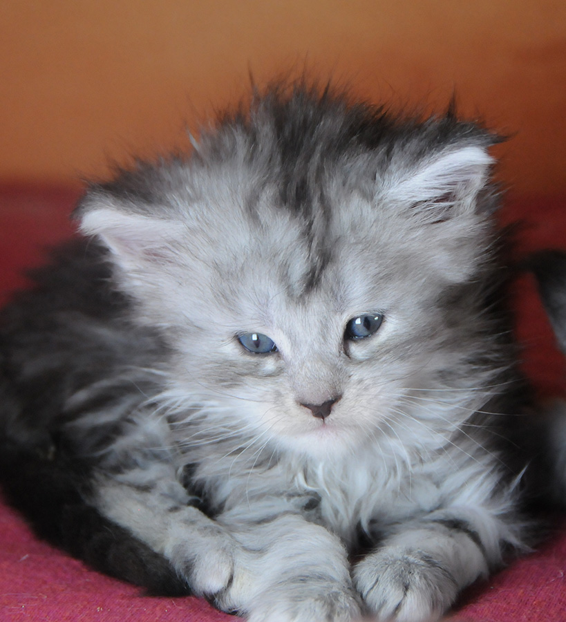 Lunaris Art Maine Coon ::::: Disponibili Cuccioli Maine Coon Silver E Smoke